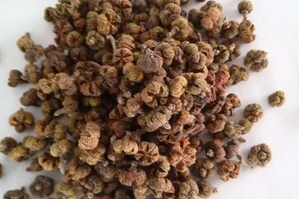 吳茱萸的功效與作用及禁忌 吳茱萸的藥用價值