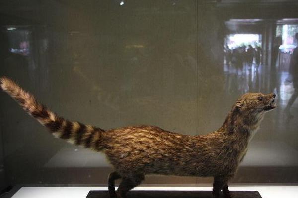 小靈貓人工養殖技術 小靈貓的藥用價值