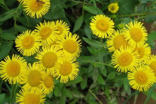 旋覆花怎么種 旋覆花栽培種植技術