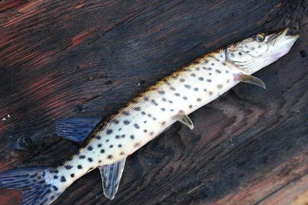 白斑狗魚怎么做好吃又簡單 白斑狗魚的家常做法大全