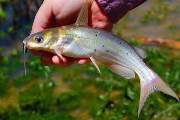 斑點叉尾鮰怎么養 斑點叉尾鮰養殖技術