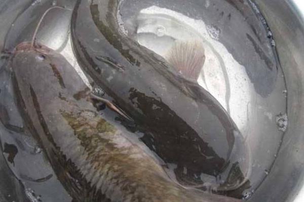 斑點叉尾鮰的功效與作用及禁忌 斑點叉尾鮰的營養價值