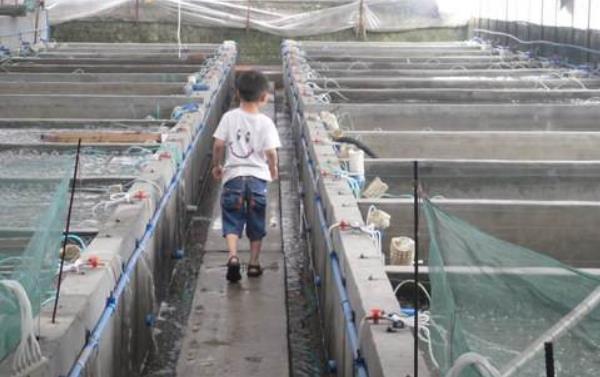 斑點叉尾鮰怎么養 斑點叉尾鮰養殖技術