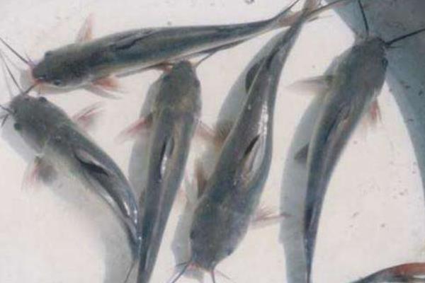 斑點叉尾鮰怎么養 斑點叉尾鮰養殖技術