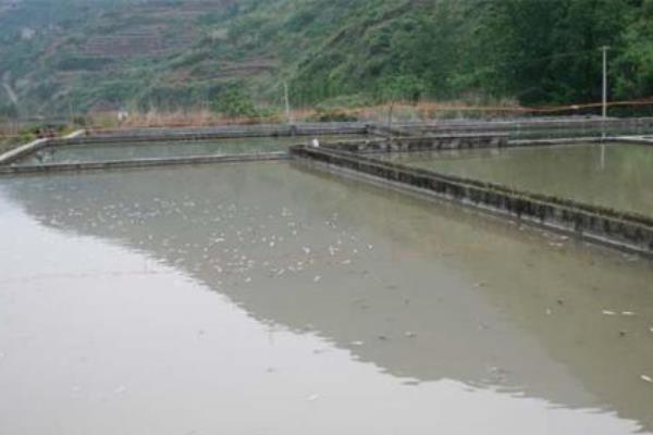 斑點叉尾鮰怎么養 斑點叉尾鮰養殖技術
