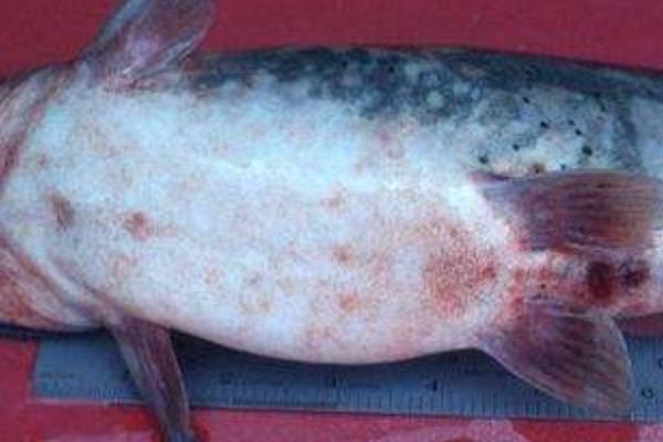 斑點叉尾鮰怎么養 斑點叉尾鮰養殖技術