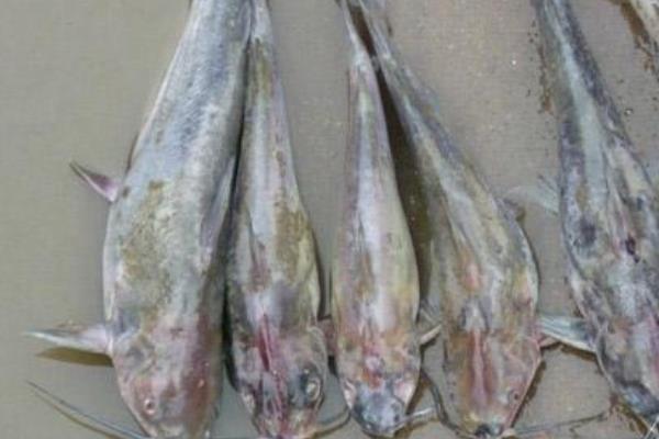 斑點叉尾鮰怎么養 斑點叉尾鮰養殖技術