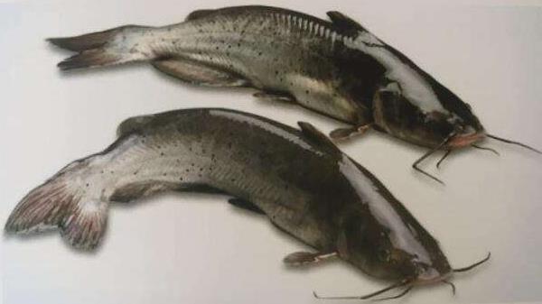 斑點叉尾鮰怎么養 斑點叉尾鮰養殖技術