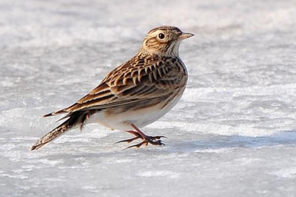 百靈鳥市場價格多少錢一只 百靈鳥可以養嗎