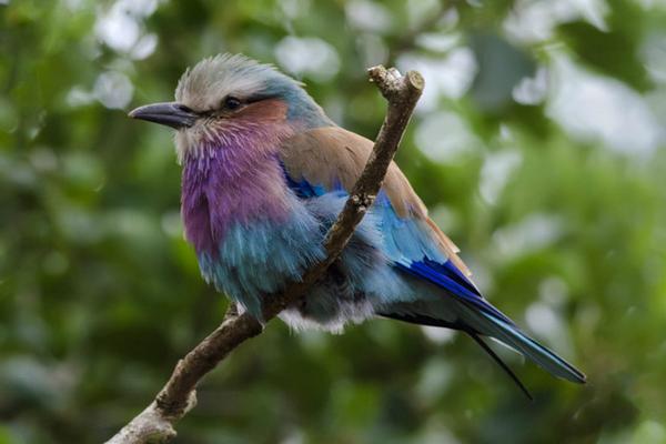 百靈鳥市場價格多少錢一只 百靈鳥可以養嗎
