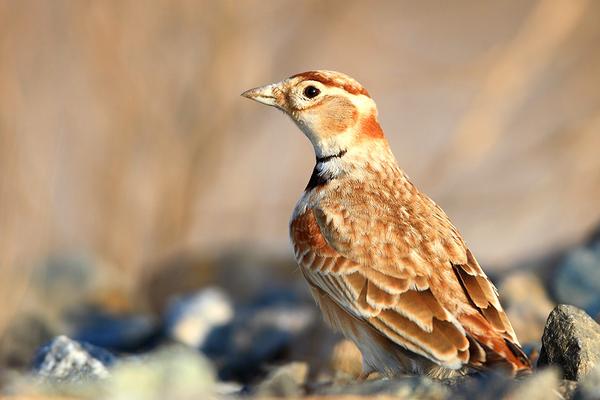 百靈鳥市場價格多少錢一只 百靈鳥可以養嗎