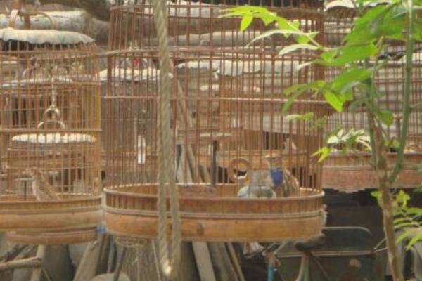 百靈鳥市場價格多少錢一只 百靈鳥可以養嗎