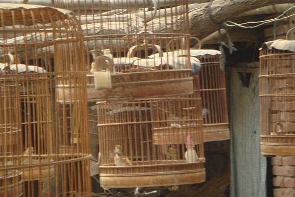 百靈鳥市場價格多少錢一只 百靈鳥可以養嗎