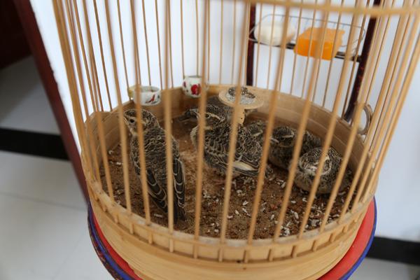 百靈鳥市場價格多少錢一只 百靈鳥可以養嗎