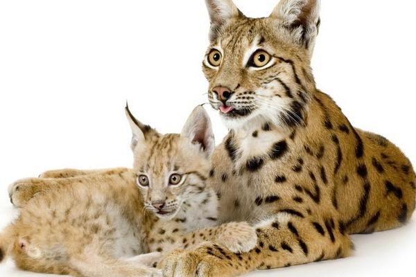 猞猁市場價格多少錢一只 猞猁可以養嗎