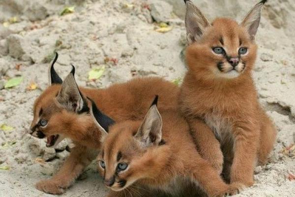 猞猁市場價格多少錢一只 猞猁可以養嗎