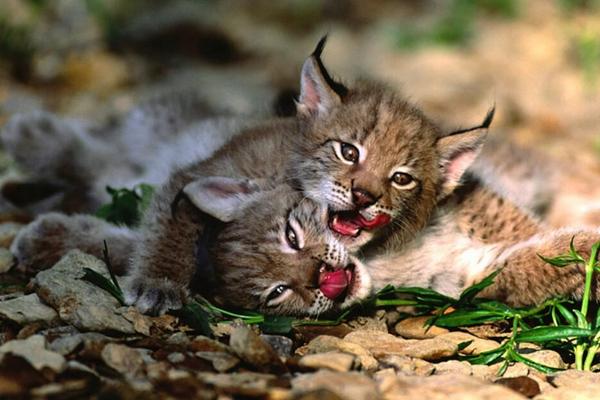 猞猁市場價格多少錢一只 猞猁可以養嗎