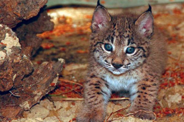 猞猁市場價格多少錢一只 猞猁可以養嗎