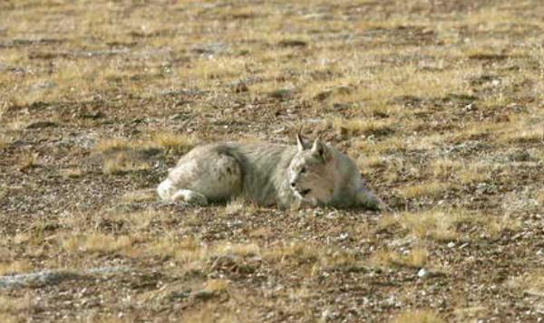 猞猁市場價格多少錢一只 猞猁可以養嗎