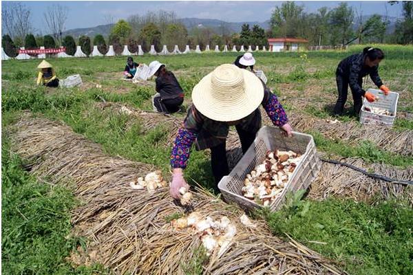 種大球蓋菇前景如何 種大球蓋菇效益好嗎