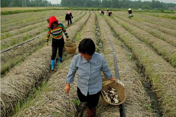 種大球蓋菇前景如何 種大球蓋菇效益好嗎