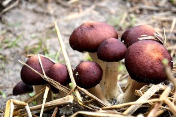 種大球蓋菇前景如何 種大球蓋菇效益好嗎