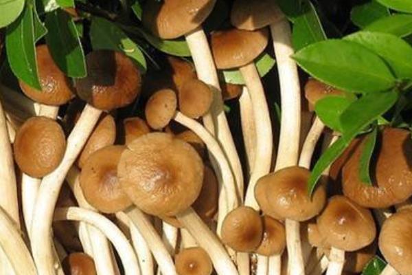 楊樹菇市場價格多少錢一斤 楊樹菇產地在哪里