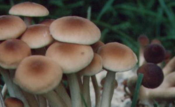 楊樹菇市場價格多少錢一斤 楊樹菇產地在哪里