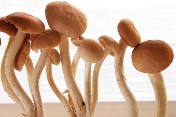 楊樹菇市場價格多少錢一斤 楊樹菇產地在哪里