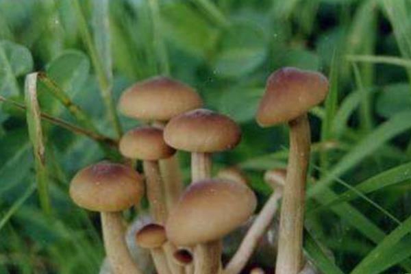 楊樹菇功效與作用及禁忌 楊樹菇營養價值