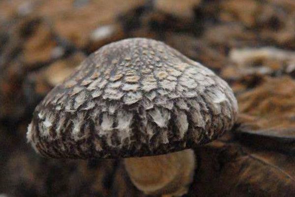 花菇怎么做好吃又簡單 花菇家常做法