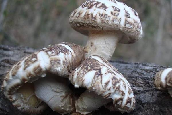 花菇市場價格多少錢一斤 花菇大的好還是小的好