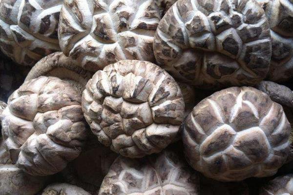 花菇市場價格多少錢一斤 花菇大的好還是小的好