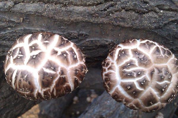 花菇的功效與作用及禁忌 花菇的營養價值