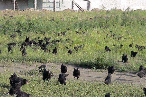 狼山雞養殖技術