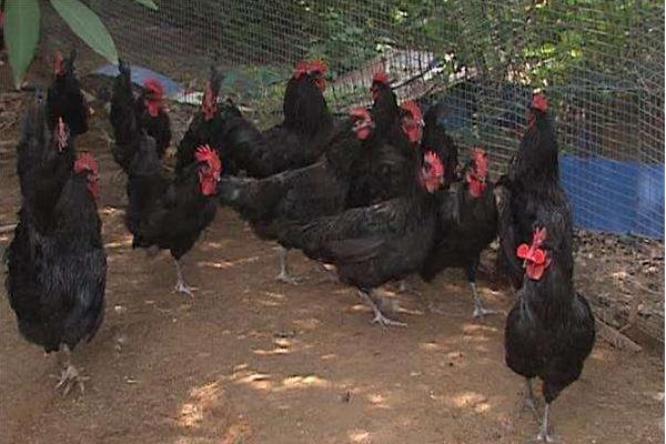 狼山雞養殖技術