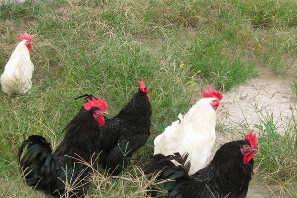 狼山雞養殖技術