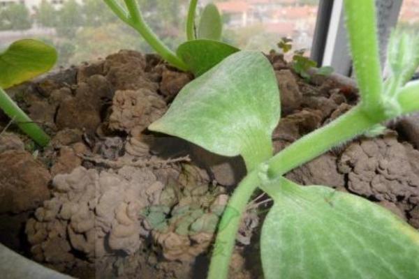 蚯蚓糞多少錢一噸