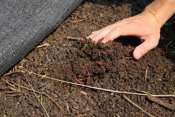 蚯蚓糞多少錢一噸