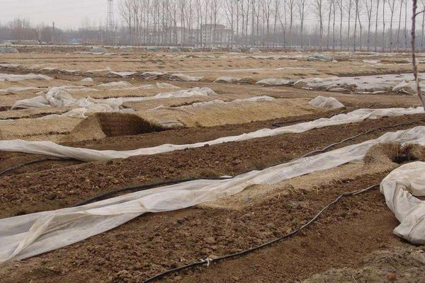 蚯蚓糞適合養哪些花