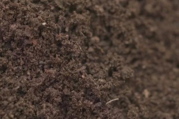 蚯蚓糞適合養哪些花