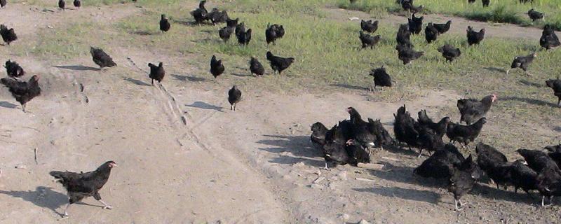 狼山雞養(yǎng)殖技術(shù)