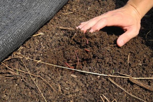 養蚯蚓如何取蚯蚓糞