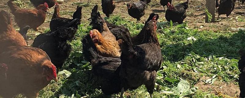 狼山雞多少錢一斤