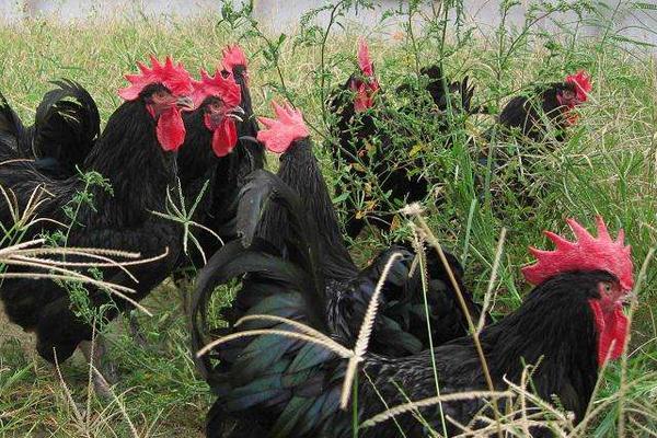 狼山雞多少錢一斤