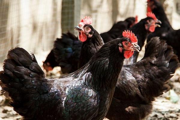 狼山雞多少錢一斤