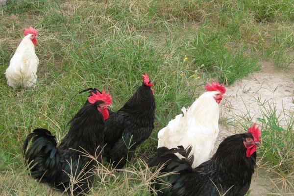 狼山雞多少錢一斤