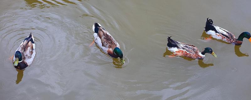 青頭鴨可以吃嗎