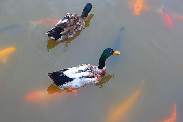 青頭鴨可以吃嗎