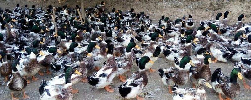 青頭鴨能長多重